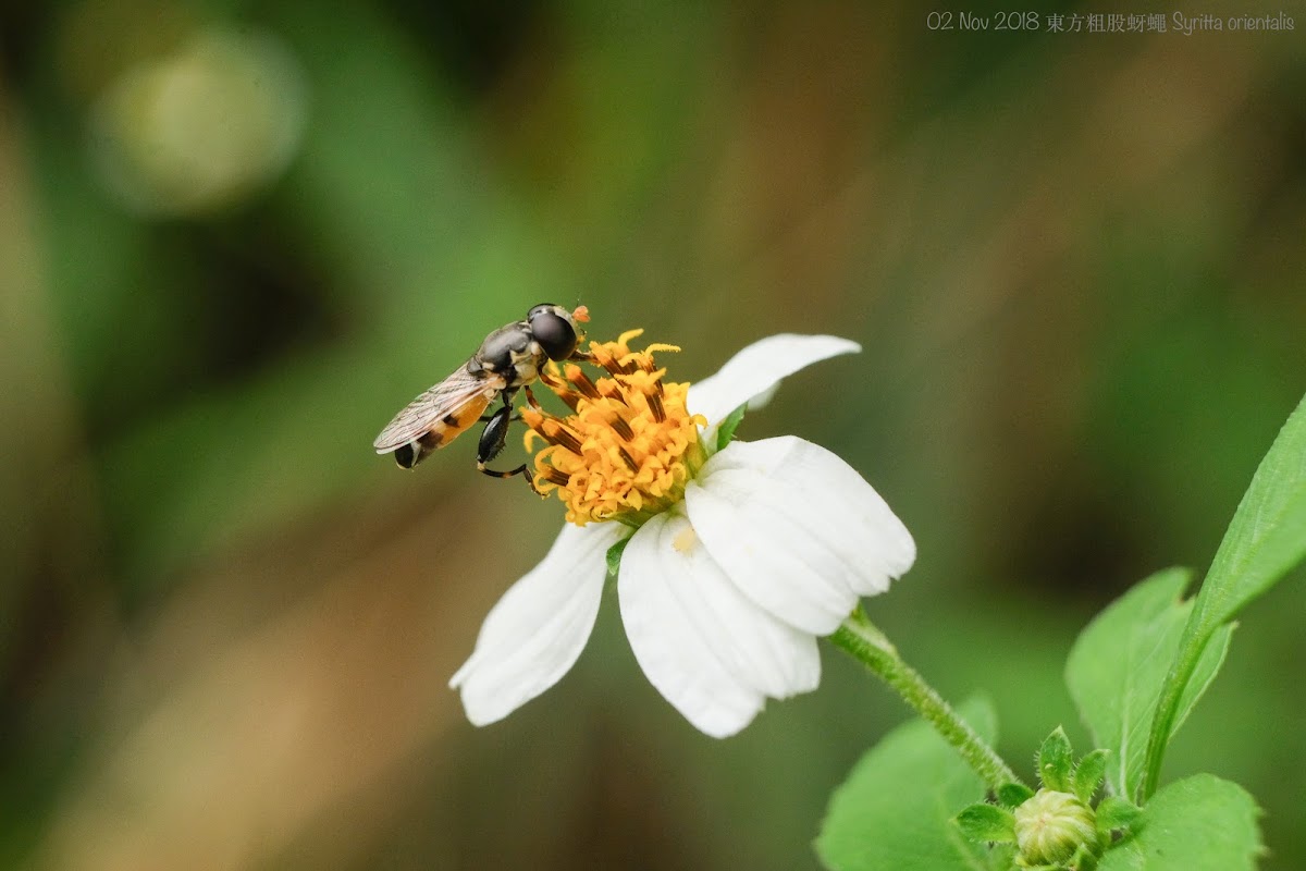 Ischiodon scutellaris 短剌刺腿蚜蠅