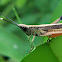 Tooth-legged Grasshopper, Slant-faced grasshopper, ♂