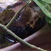 Red Eyed Crocodile Skink (Juvenile)