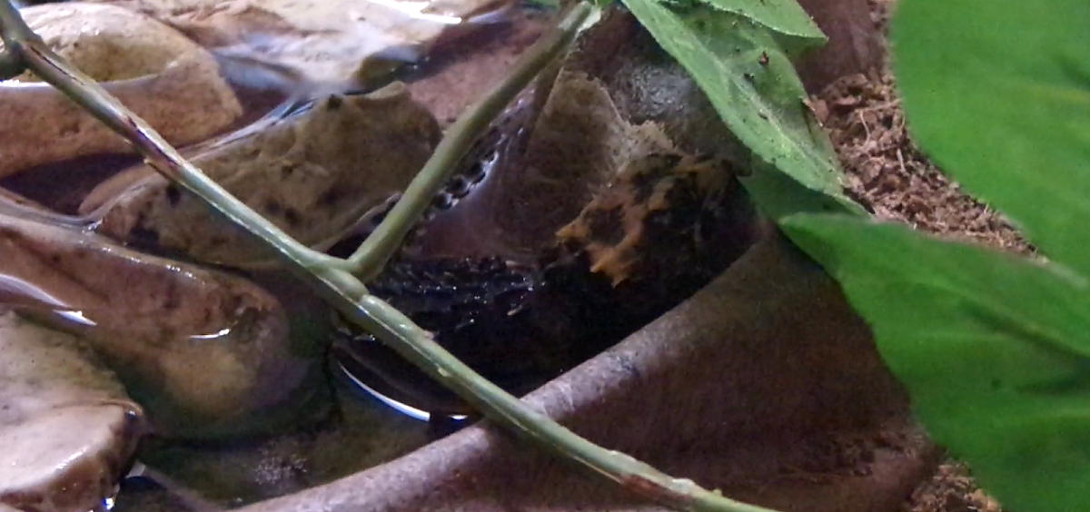 Red Eyed Crocodile Skink (Juvenile)