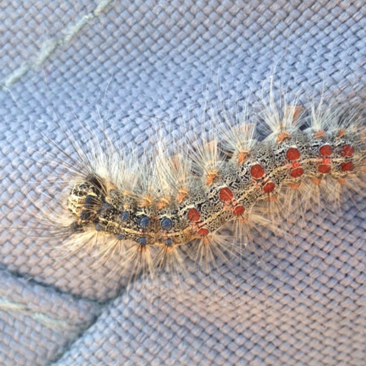 Gypsy moth caterpillar