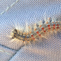 Gypsy moth caterpillar