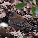 Pale thrush