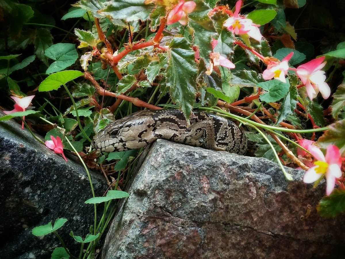 Pink-tongue Skink