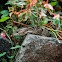 Pink-tongue Skink