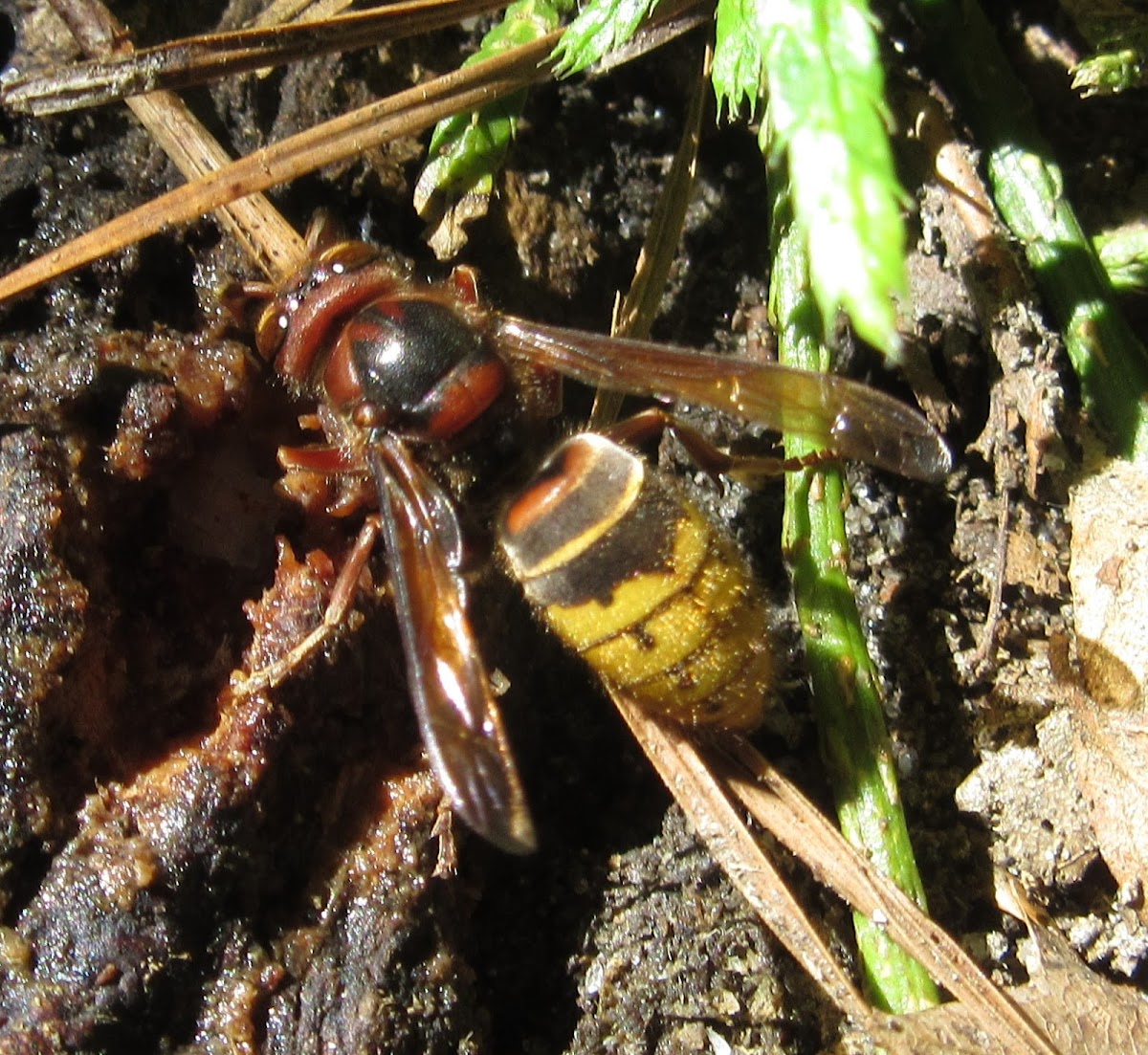 European Hornet