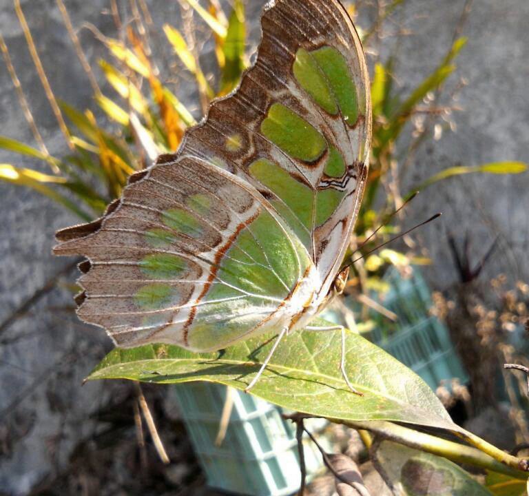 Malachite Butterfly