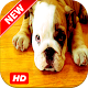 Download Bulldog Wallpapers For PC Windows and Mac 1.1