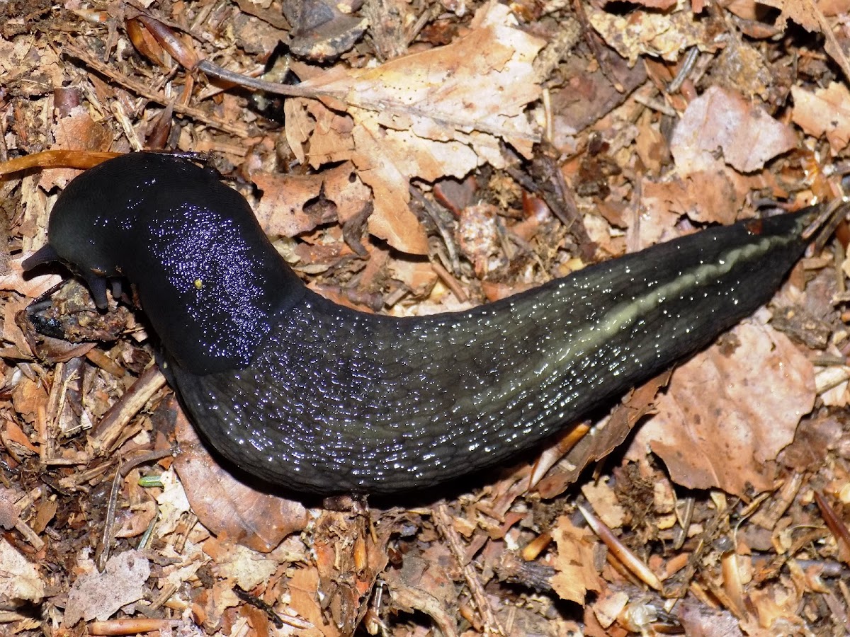 Black Slug