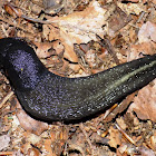 Black Slug