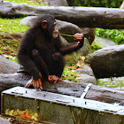 Chimpanzee