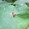 Lime Nail Gall