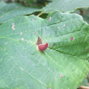 Lime Nail Gall