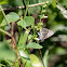 Tropical Checkered Skipper