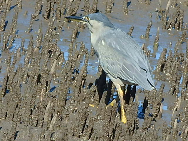 White Faced Heron