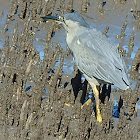 White Faced Heron