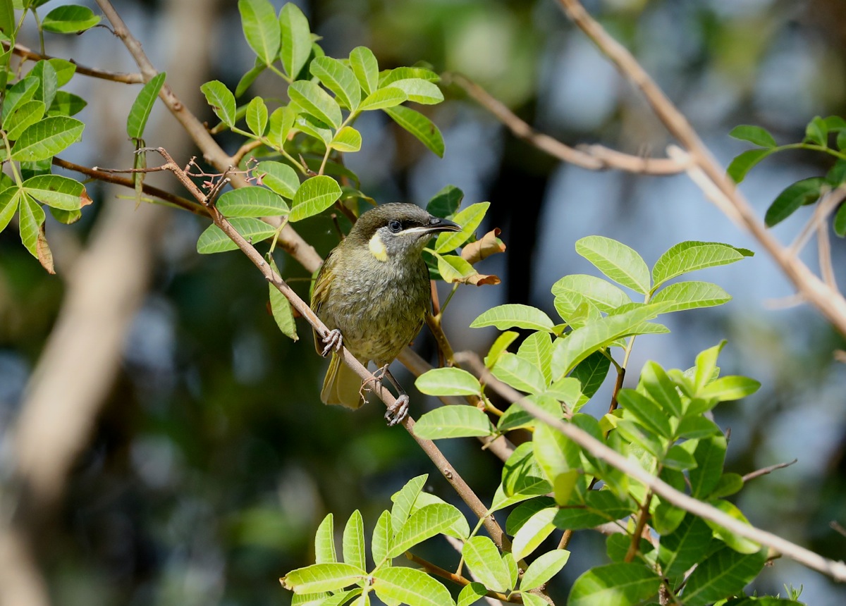 Lewin's Honeyeater