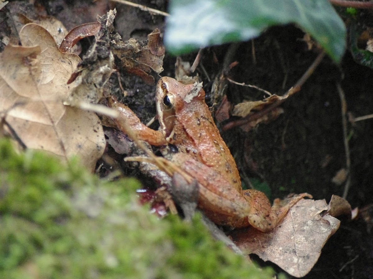 Iberian frog