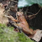 Iberian frog