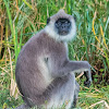 Gray Langur, Hanuman Monkey, Bengal sacred langur