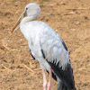 Asian Openbill stork