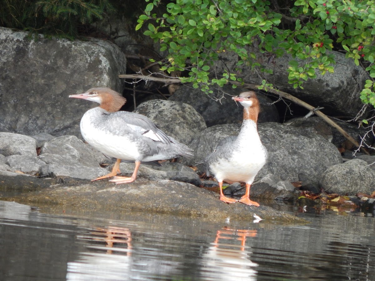 Common Merganser (females)