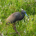 Tricolored heron