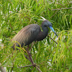 Tricolored heron