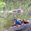 Common Kingfisher