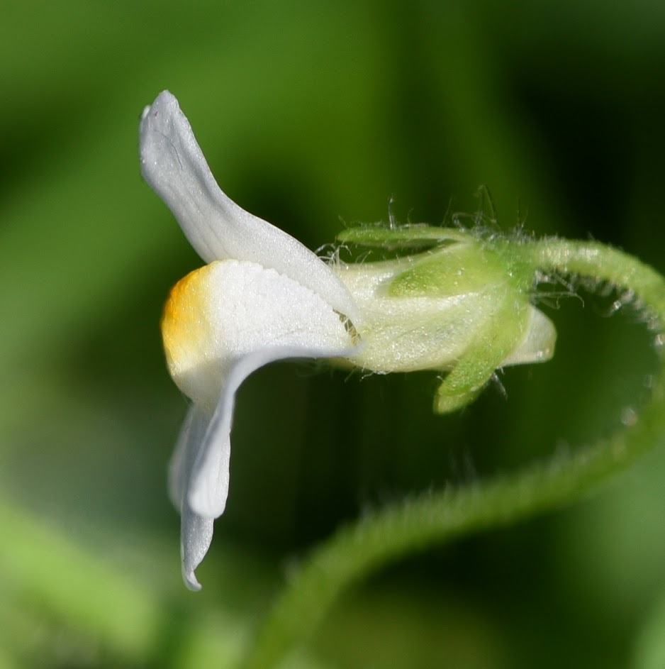 bloem en kelkblad