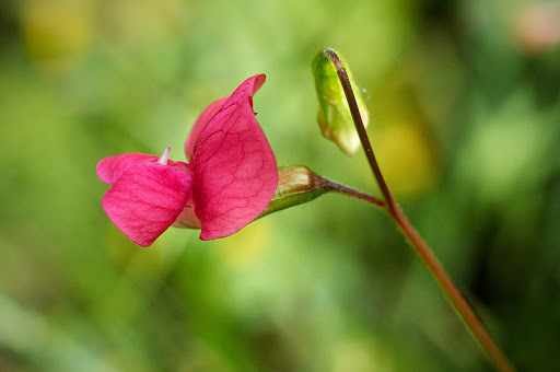 Lathyrus nissolia