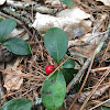 American Wintergreen