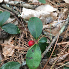 American Wintergreen