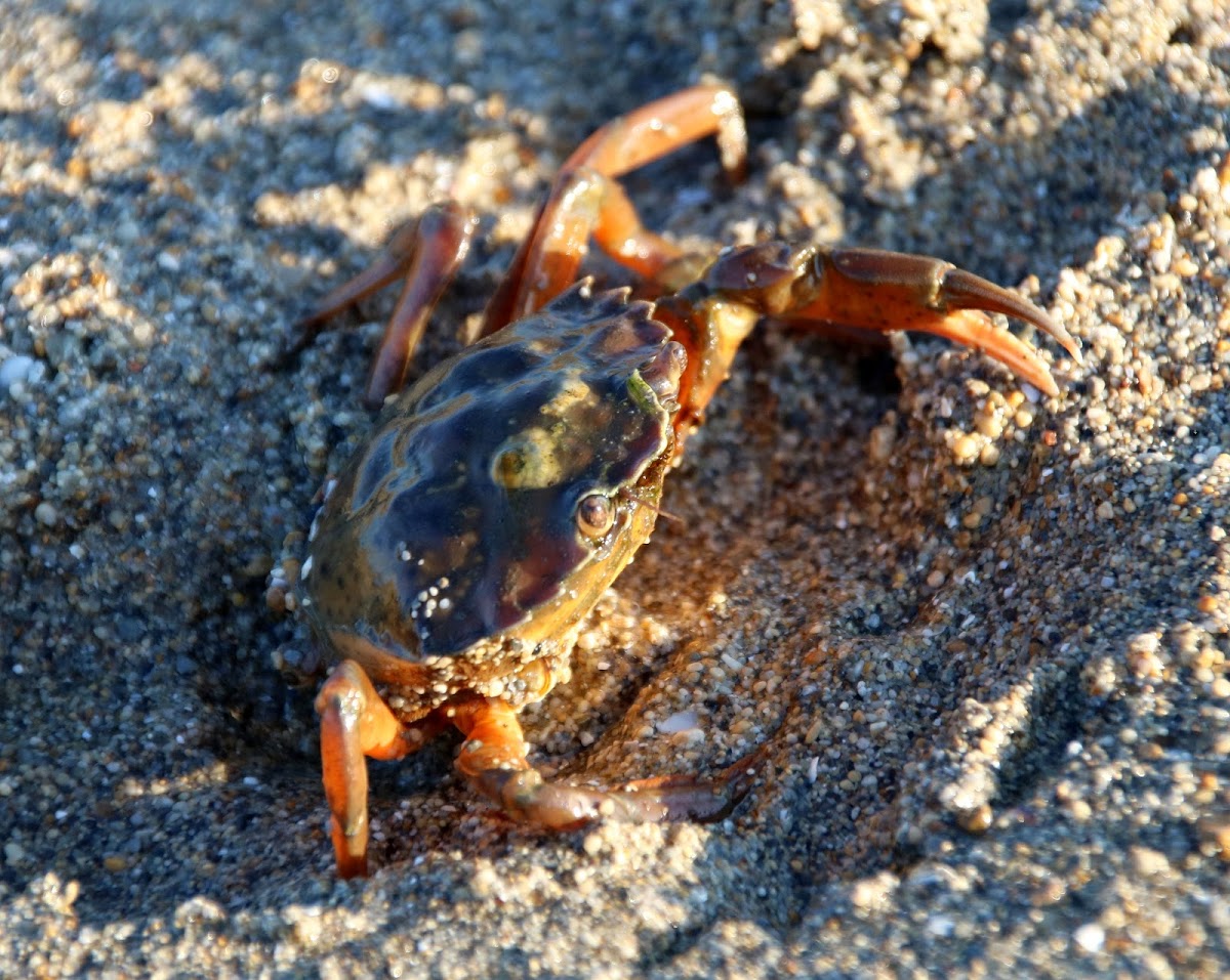 European green crab