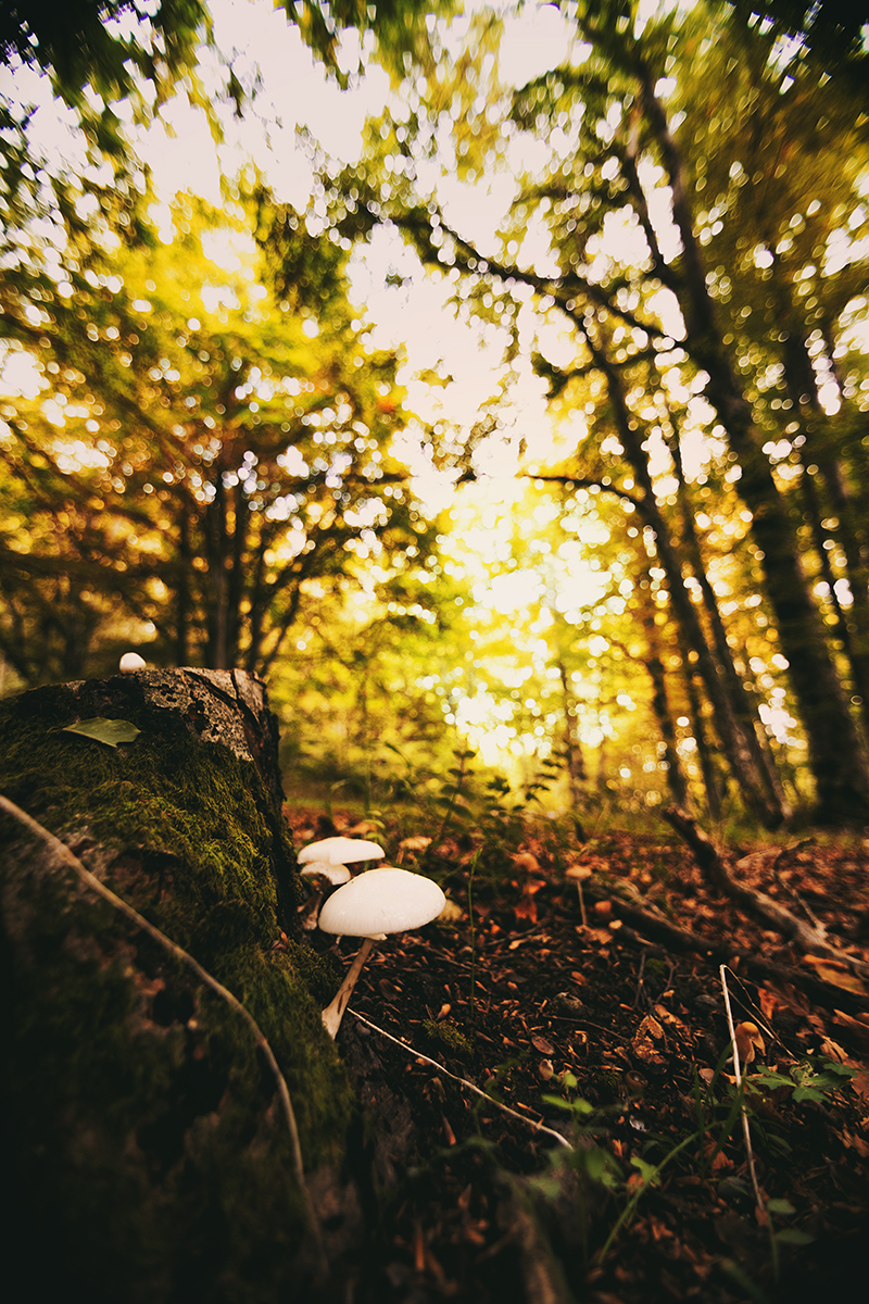 Bosco d'autunno di Matteo90