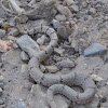 Rock Rattlesnake