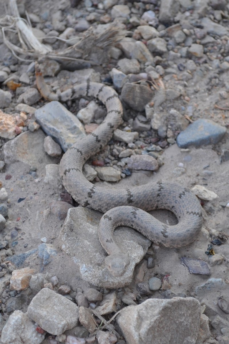 Rock Rattlesnake