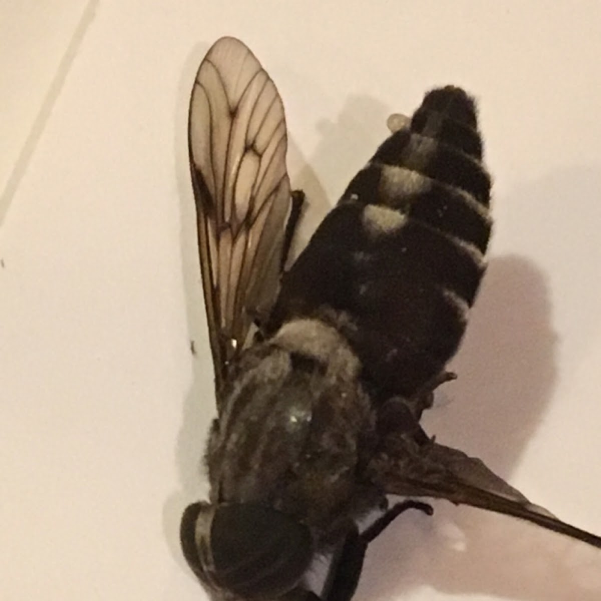 Horsefly maybe