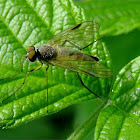 Small Fleck-winged Snipefly