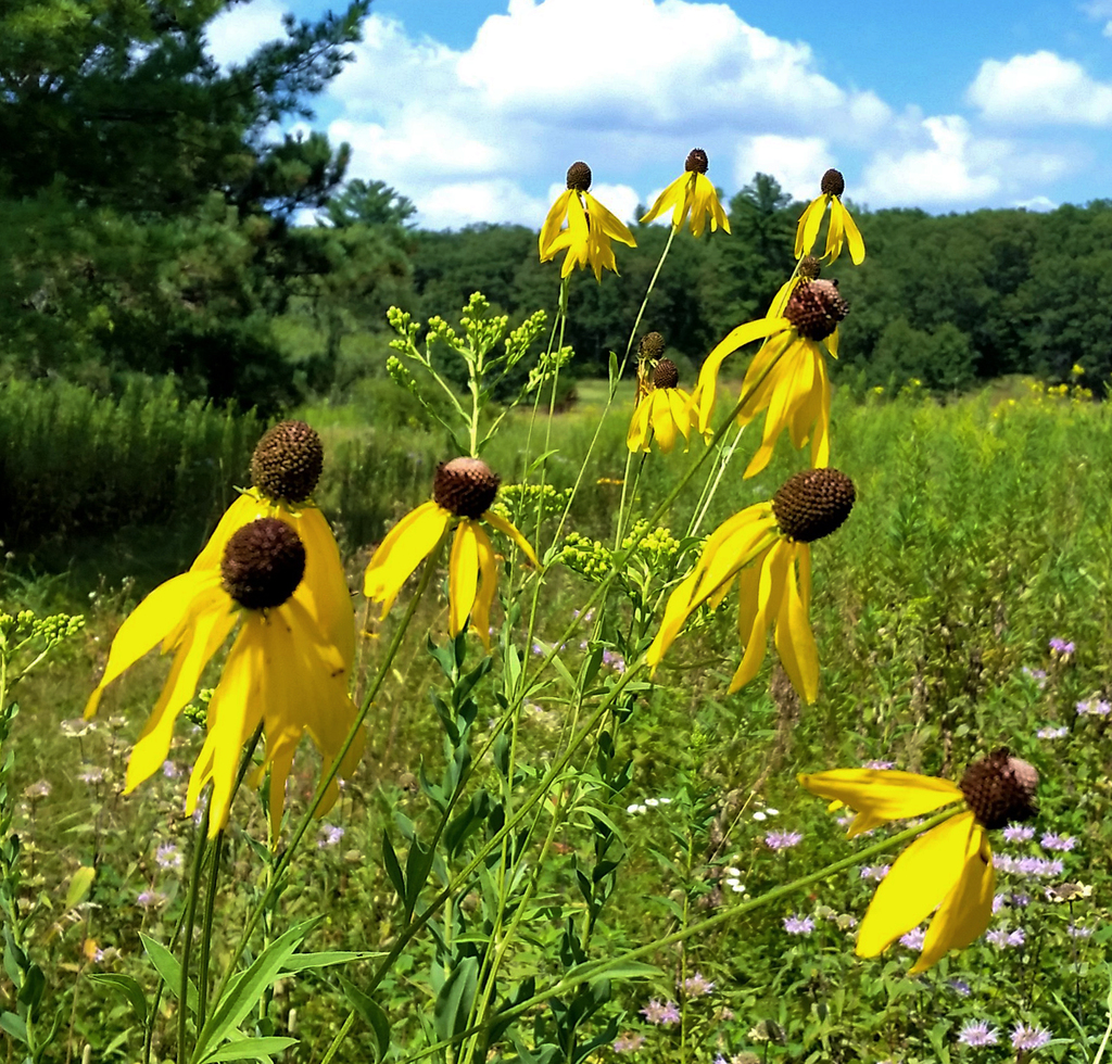 Yellow Coneflower