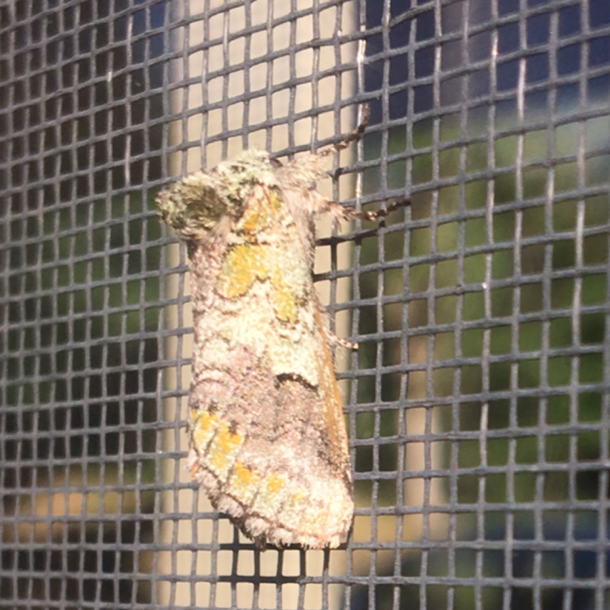 Prominent moth