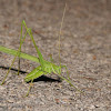 Thread-legged katydid