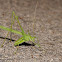 Thread-legged katydid