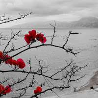 Sfumature di rosso e grigio... di 