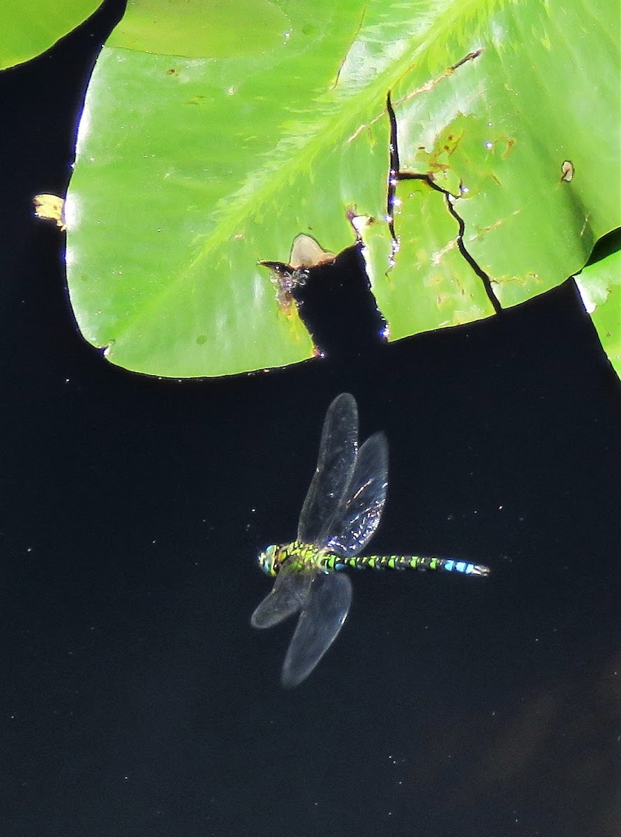 Southern Hawker