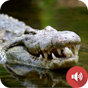 Crocodile Sounds icon
