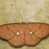 Geometer Moth