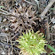 Sweetgum balls