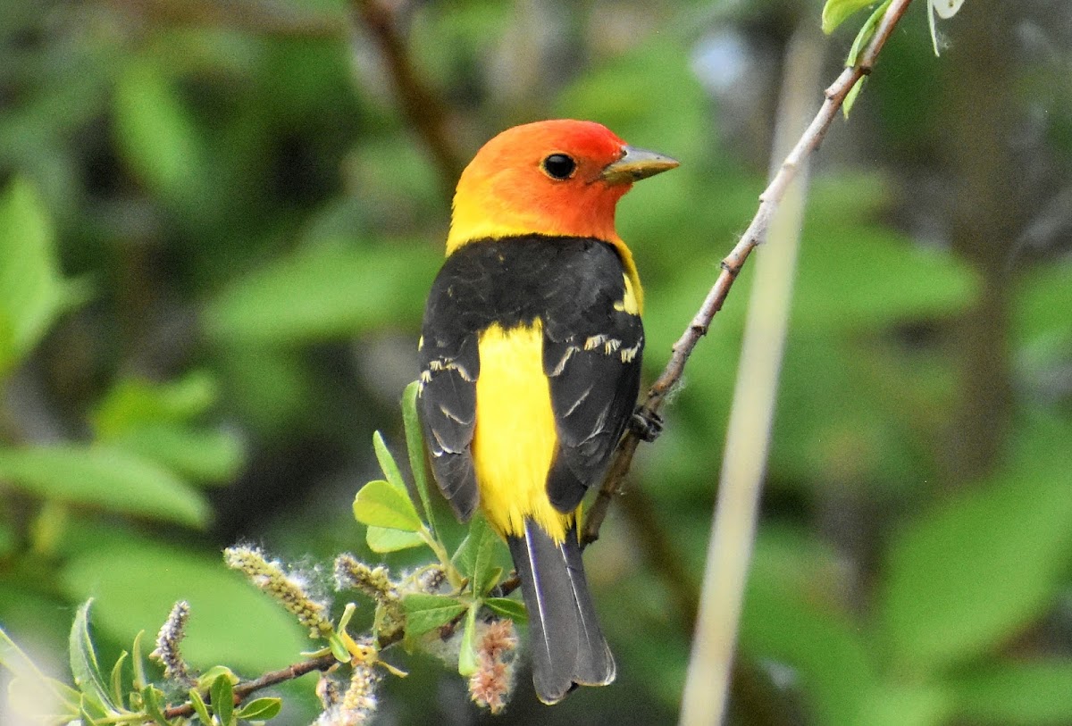 Western tanager