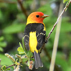 Western tanager